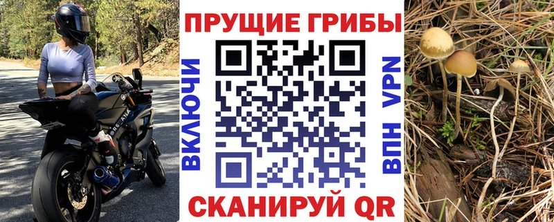 Галлюциногенные грибы Cubensis  блэк спрут tor  Чернушка 